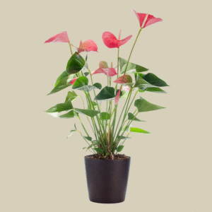 Anthurium