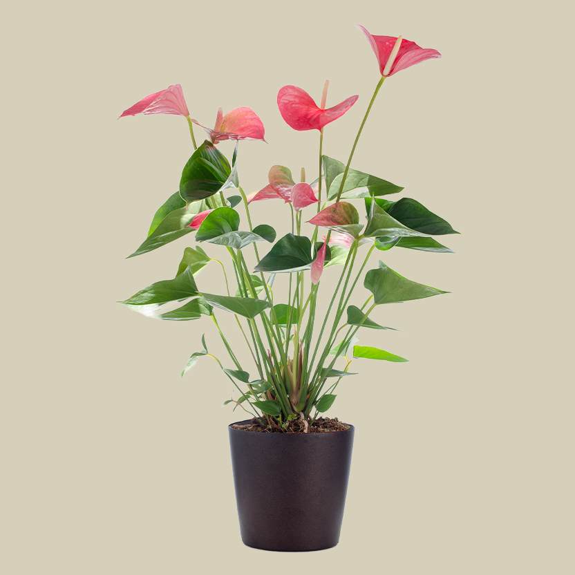 Anthurium
