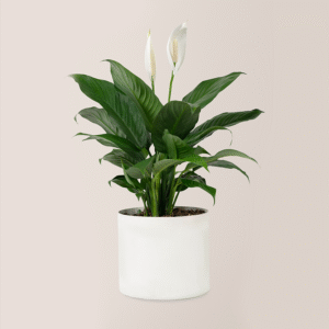 Spathiphyllum